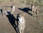 Cheetah In Namibia Stock Photo