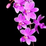 Phalaenopsis Hybrid Stock Photo