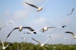 Beautiful Gull Flying Stock Photo