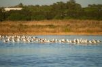 Seagulls At Nature Park Stock Photo