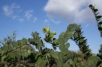 Caper Plant Stock Photo