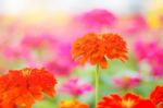 Gerbera Of Beauty Stock Photo