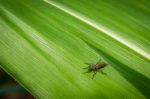 Insect On Green Leaf, Close Up  Stock Photo