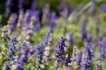 Lavender Stock Photo