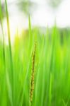 Growing Rice With Sunlight Stock Photo