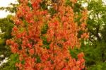 Green Yellow And Red Autumn Leaves Under The Rain Stock Photo