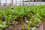 Beet Planting In The Organic Garden Greenhouse Stock Photo