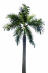 Palm Tree Isolated On White Background Stock Photo