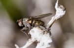 Flesh Fly Stock Photo