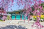 Gyeongbokgung Palace With Cherry Blossom In Spring,korea Stock Photo