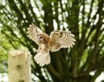 Owl In Flight Stock Photo