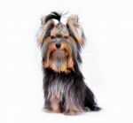 Yorkshire Terrier Sitting Stock Photo