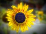 Sunflower And Solar Cell Stock Photo