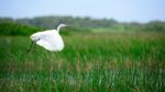 Intermediate Egret Is Flying Stock Photo