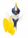 Fox Face Rabbitfish Stock Photo