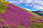 Colorful Landscape Scenery Of Pentland Hills Slope Covered By Vi Stock Photo