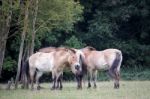 Przewalski Horse (equus Ferus Przewalskii) Stock Photo