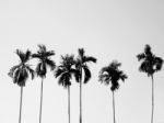 Coconut Palm Trees Stock Photo