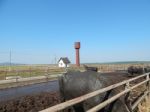 Buffalo Farm, Buffaloes Grazing In Open-air Cages  Stock Photo