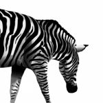 Zebra Stock Photo