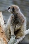 Slender-tailed Meerkat (suricatta Suricatta) Stock Photo