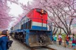 Jinhae,korea - April 4 : Jinhae Gunhangje Festival Is The Largest Cherry Blossom Festival In Korea.tourists Taking Photos Of The Beautiful Scenery Around Jinhae,korea On April 4,2015 Stock Photo