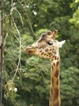 Giraffe Stock Photo