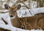 Beautiful Image Of A Wild Deer Laying  In The Snowy Forest Stock Photo