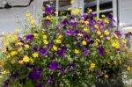 Rusper, Sussex/uk - June 26 : Close-up Of A Window Box Outside A Stock Photo