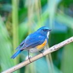 Male Himalayan Bluetail Stock Photo