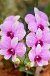 Dendrobium Orchid Hybrids Is White And Pink Stripes Stock Photo