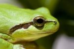 Tree Frog Stock Photo