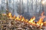 Destroyed By Burning Forest Stock Photo