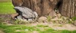 Cape Barren Goose With Her Nest Stock Photo