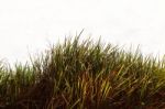 Grass With A White Background Stock Photo