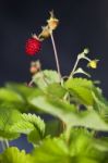 Wild Strawberry Stock Photo