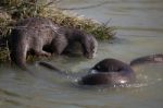 Eurasian Otter (lutra Lutra) In Natural Habitat Stock Photo