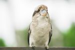 Kookaburra Gracefully Resting During The Day Stock Photo