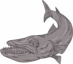 Barracuda Swimming Down Drawing Stock Photo