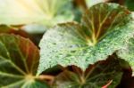 Leaves In The Rainy Season Stock Photo