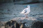 Seagull On The Beach Stock Photo