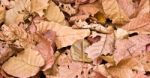 A Lot Of Pink  Brown And Orange Dry Leaves Lying On The Ground Stock Photo