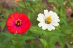 Colorful Zinnia Flower Stock Photo