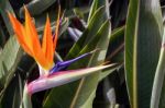 Bird Of Paradise (strelitzia) Flower From Madeira Stock Photo