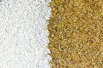 Pile Of Paddy Rice And Rice Seed On The White Background For Isolated Stock Photo