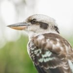 Kookaburra Gracefully Resting During The Day Stock Photo