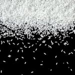 Pile Of Rice Seed On The Black Background For Isolated Stock Photo