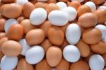 Eggs Stock Photo