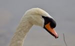 Beautiful Background With A Strong Mute Swan Stock Photo