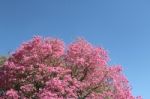 Lapacho En Flor Primavera Stock Photo